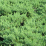 Juniperus conferta 'Blue Pacific'.png